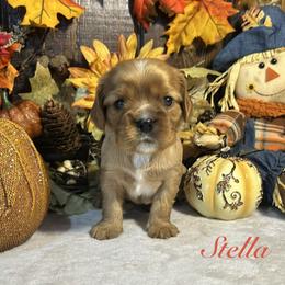 Cavalier King Charles Spaniel Puppies from Parkside Cavaliers