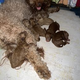 Goldendoodle Puppies from DeBerrys Doodles