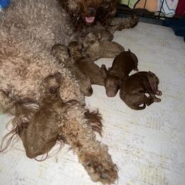Goldendoodle Puppies from DeBerrys Doodles