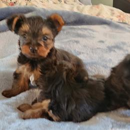 Boy 1 - Black and tan male Yorkshire Terrier puppy in Madison, North Carolina from Angie's Yorkies