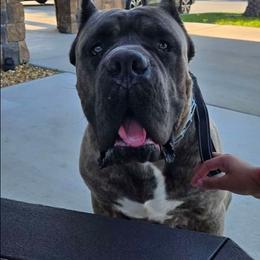 AKC Champion Monstro - Gray brindle male Cane Corso puppy in Asheville, North Carolina from MTO KENNELS