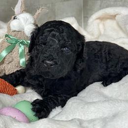 Poppy - Black male Goldendoodle puppy in Charlotte, North Carolina from Hopeful Heart Doodles