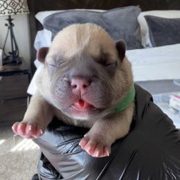 Teddy - Fawn male French Bulldog puppy in League City, Texas from Baby Bear Frenchies