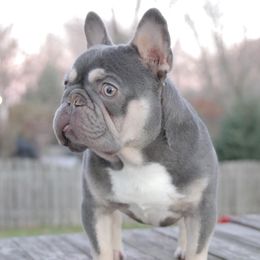 Anuel - French Bulldog