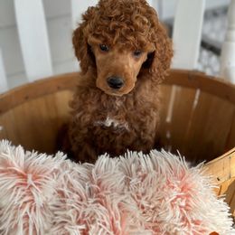 KitKat - Red  Poodle puppy in Dayton, Texas from Wolfe Island Poodles