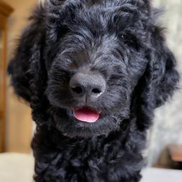 Gus - Black male Goldendoodle puppy in Osage City, Kansas from Golden Ridge Goldens