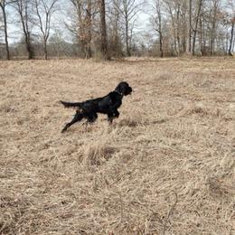 Nessie - Gordon Setter