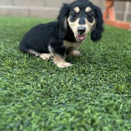 Winnie - Dachshund