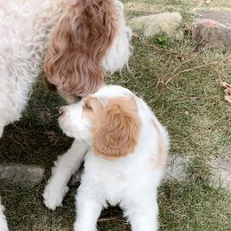 Bernedoodles and Companion Crosses from Whoopsie Doodles