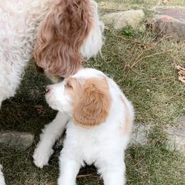 Bernedoodles and Companion Crosses from Whoopsie Doodles