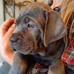 Cane Corso from Fire Heart's Cane Corso