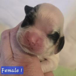Girl 1 - Black and white female Cocker Spaniel puppy in Greensboro, North Carolina from Cochran Spaniels