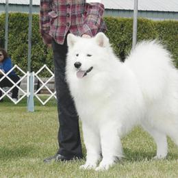 Samoyeds from Mytee Samoyeds