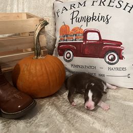 Australian Shepherd Puppies from A Beautiful Soul Aussies