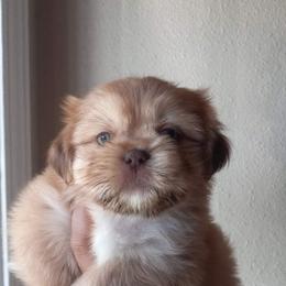 Shih Tzu and Yorkshire Terrier Puppies from Thorntons Fur Crew
