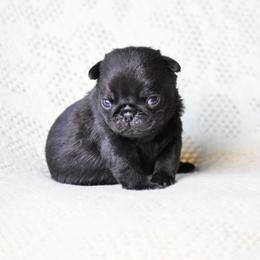 Monroe - Black female Pug puppy in Caldwell, Ohio from Folklore Kennel