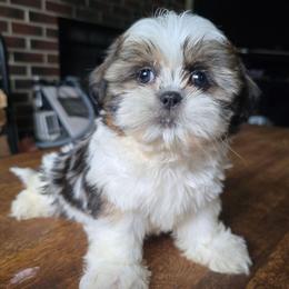 Jazmine - Brindle female Shih Tzu puppy in Stroudsburg, Pennsylvania from Puppyville Pa Shih Tzu & frenchies