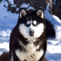 Sukie - Pomsky