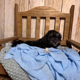 Sawyer - Wheaten male Miniature Schnauzer puppy in Macks Creek, Missouri from Fluffy Buttz