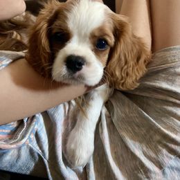 Cavalier King Charles Spaniel Puppies from Parks Cavaliers