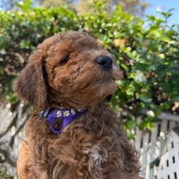 Purple - Red female Labradoodle puppy in Shingle Springs, California from California Double Doodles