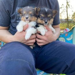 American Corgi and Pembroke Welsh Corgi Puppies from Grassy Lake Corgis