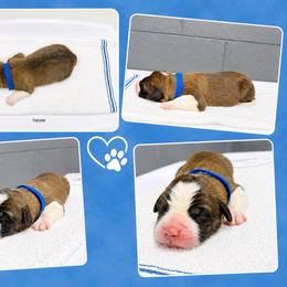 Male 4 - Red and white male Saint Bernard puppy in Albany, Georgia from Magnolia Saint Bernards