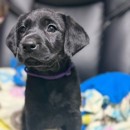Girl 1 - Black female Labrador Retriever puppy in Berlin, Wisconsin from Gypsy Miracle Kennels