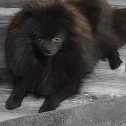 Remy - Black male Pomeranian puppy in Orange Grove, Texas from Davis Poms
