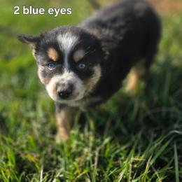 Ribbon - Black tri female Miniature Australian Shepherd puppy in East Berlin, Pennsylvania from Stoney Point Frenchies & Mountain Top Shepherds