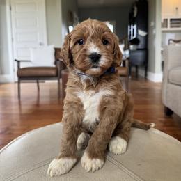 Royal Blue - Red male Australian Labradoodle puppy in Ferndale, Washington from Annie's Doodles