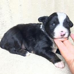 Benji - Black tri male Miniature Australian Shepherd puppy in Alabama from SBA Aussies