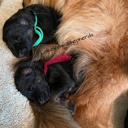 German Shepherd Puppies from LakeView Shepherds