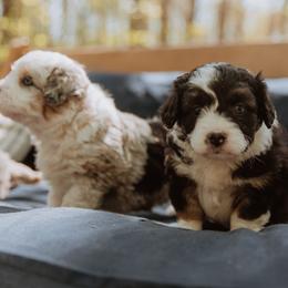 Aussiedoodle Puppies from Aunt Mae’s Doodles