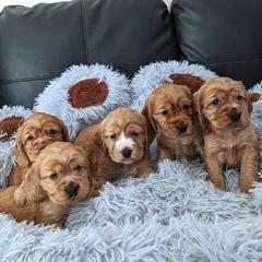 Border Collie and English Cocker Spaniel Puppies from The art of breeding