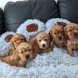 Border Collie and English Cocker Spaniel Puppies from The art of breeding