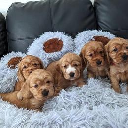Border Collie and English Cocker Spaniel Puppies from The art of breeding