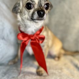 Fish - Fawn brindled black male Chihuahua puppy in Niagara County, New York from Coolballow Chihuahuas