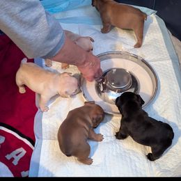 French Bulldog Puppies from Highley’s  Frenchies