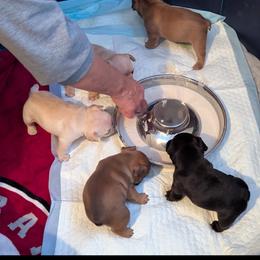 French Bulldog Puppies from Highley’s  Frenchies