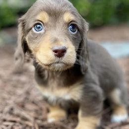 Dachshunds from Lake Wylie Dachshunds