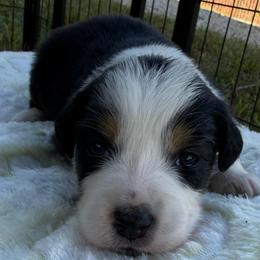 Girl 3 - Black tri female Miniature Australian Shepherd puppy in Potosi, Missouri from Red Hawk Ranch