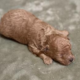 Tokyo - Apricot male Poodle puppy in Travelers Rest, South Carolina from Cotton Top
