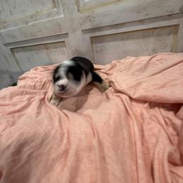 Bulldog Puppies from Bulldog's 4 Brothers