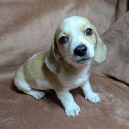 Dash - Piebald male Dachshund puppy in Central Point, Oregon from MRS Long Dog Ranch