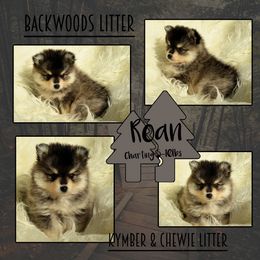Roan - Wolf sable male Pomsky puppy in Claremore, Oklahoma from T-Town Acres