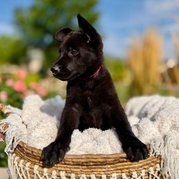 Alice, Light pink - Black female German Shepherd puppy in Highland, Utah from Angel Pups Deluxe
