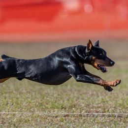 German Pinschers from Heather's German Pinscher Stud Dog