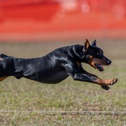 German Pinschers from Heather's German Pinscher Stud Dog