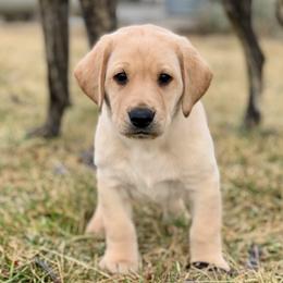 Boy 6 - male Labrador Retriever puppy in Winnemucca, Nevada from Oakley's Mountain View Kennel
